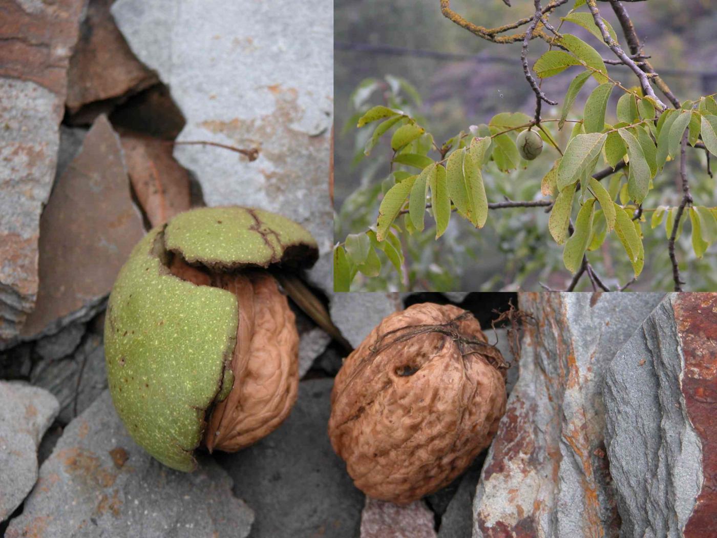 Walnut fruit